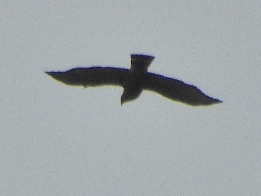 Broad-winged Hawk - ML642392171