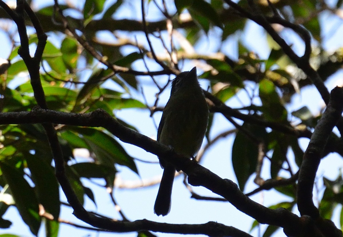 Eye-ringed Flatbill - ML642392172