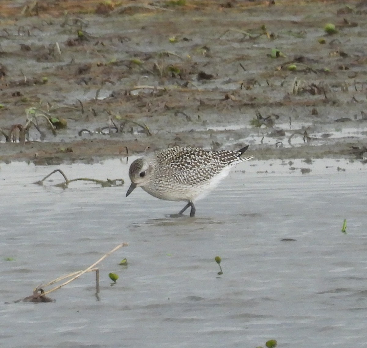 Black-bellied Plover - ML642392173