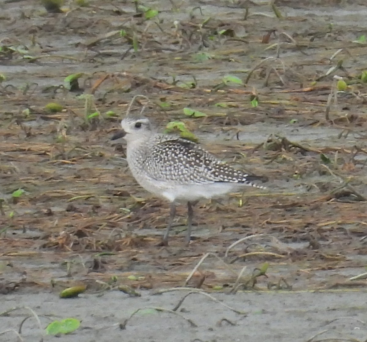 Black-bellied Plover - ML642392174