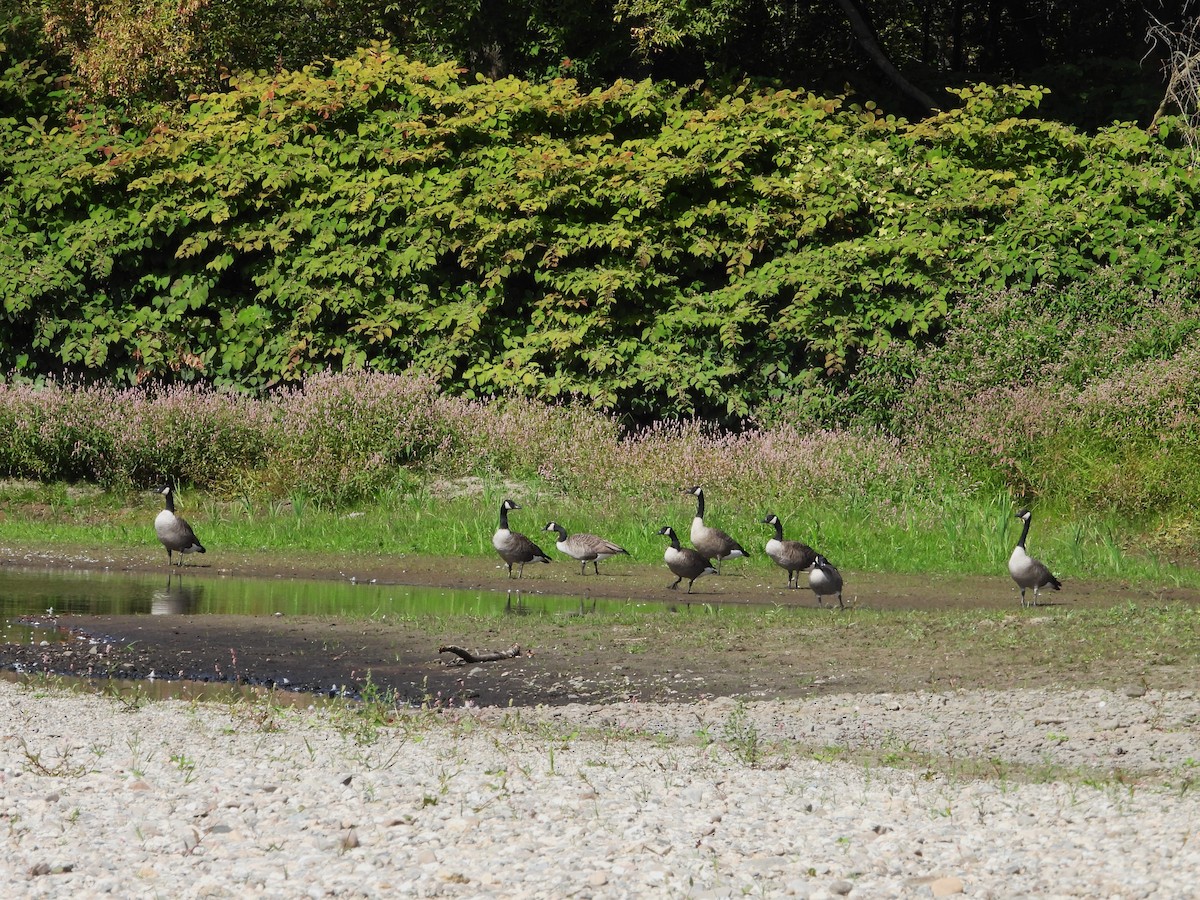 Canada Goose - ML642392175