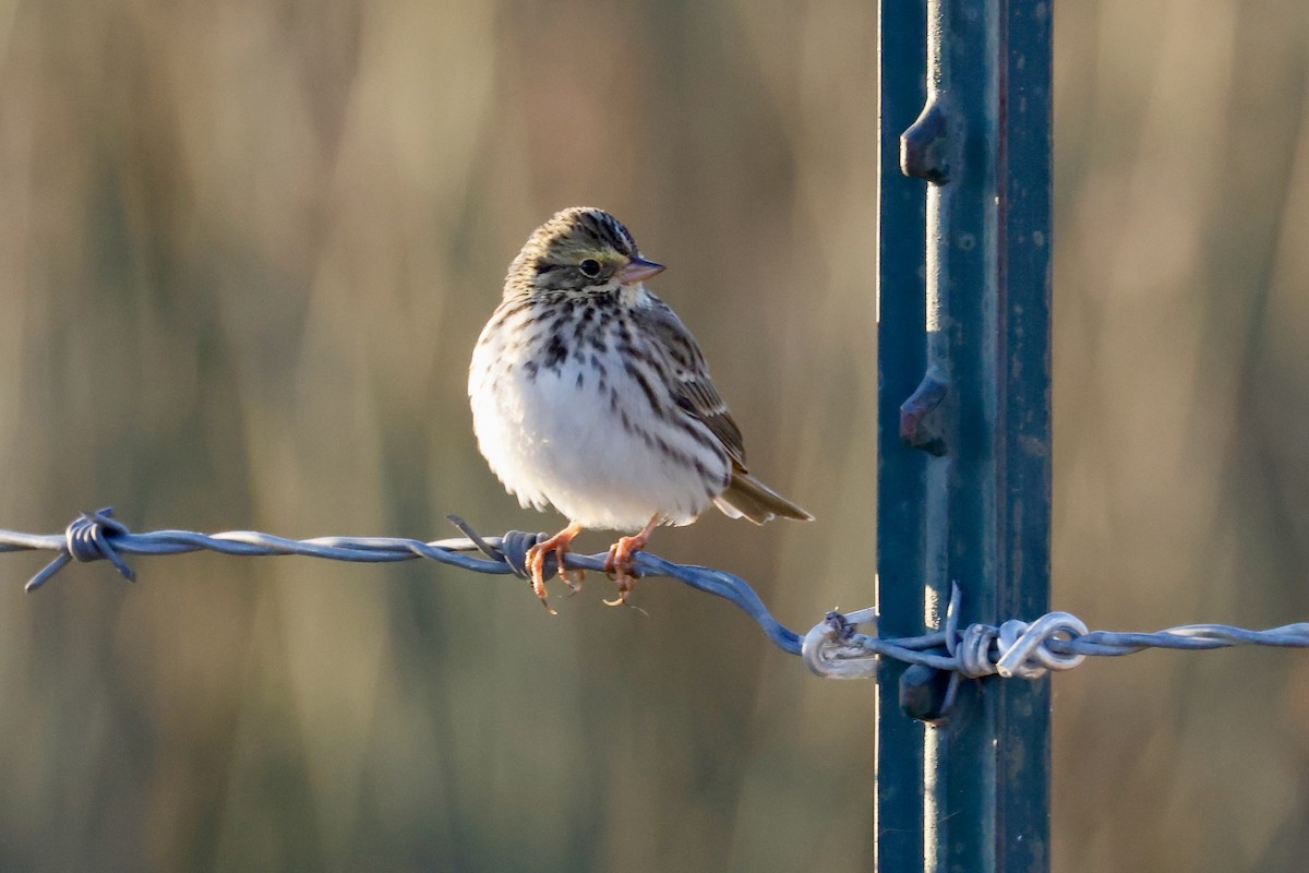 Savannah Sparrow - ML642392176