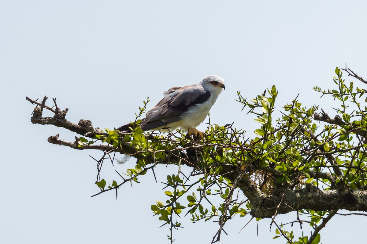 Black-winged Kite - ML642392177
