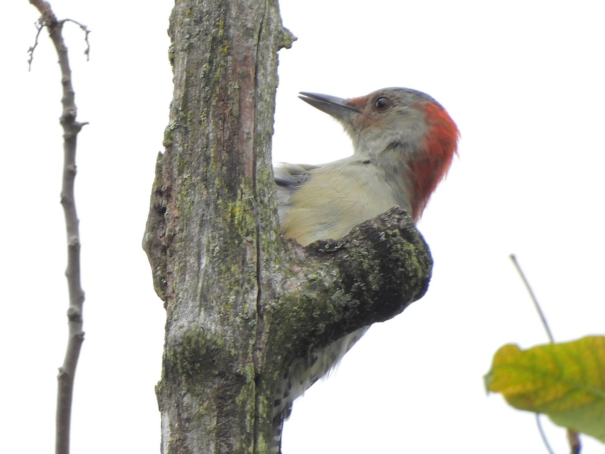 Red-bellied Woodpecker - ML642392178