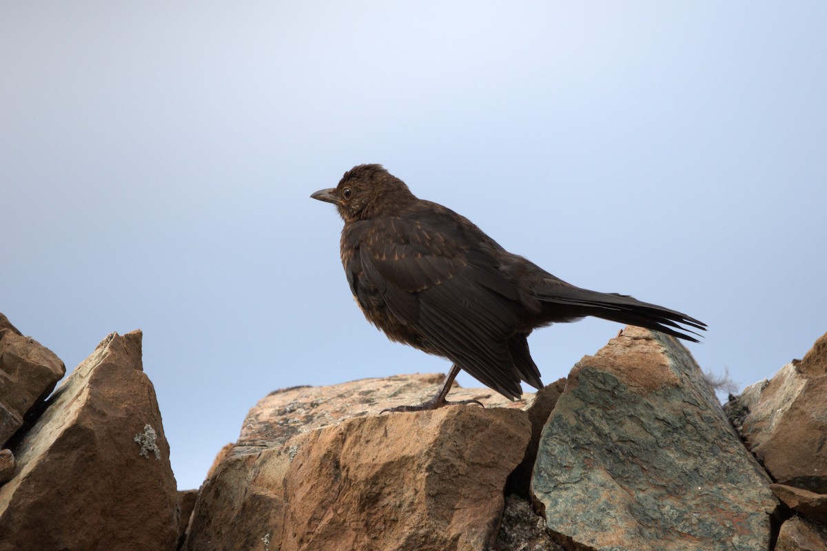 Eurasian Blackbird - ML642392179