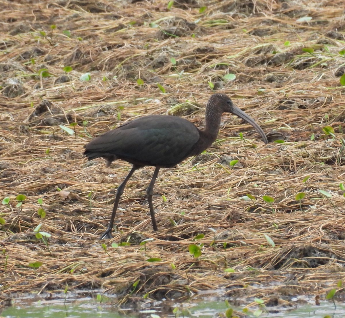 Glossy Ibis - ML642392181