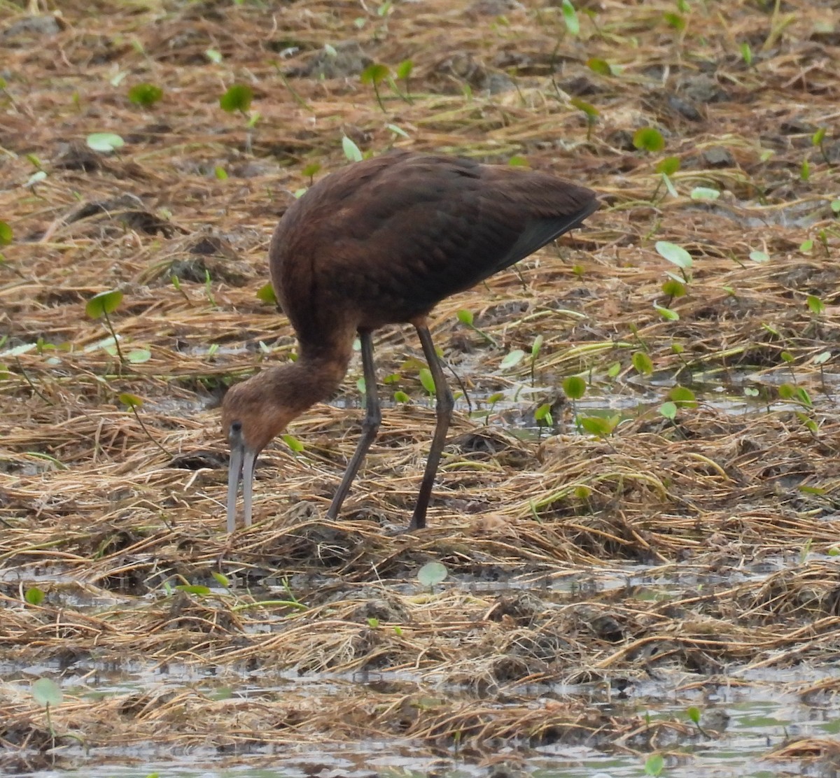 Glossy Ibis - ML642392182