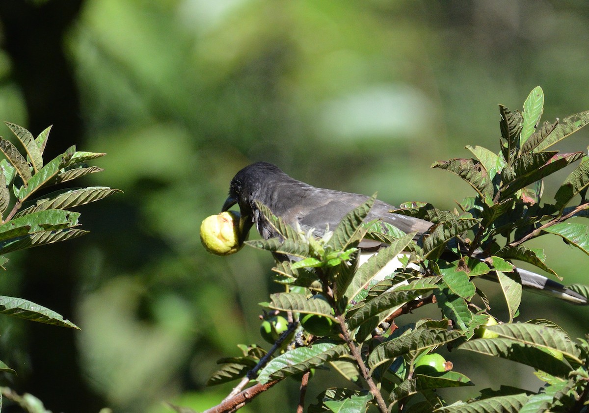 Brown Jay - ML642392184
