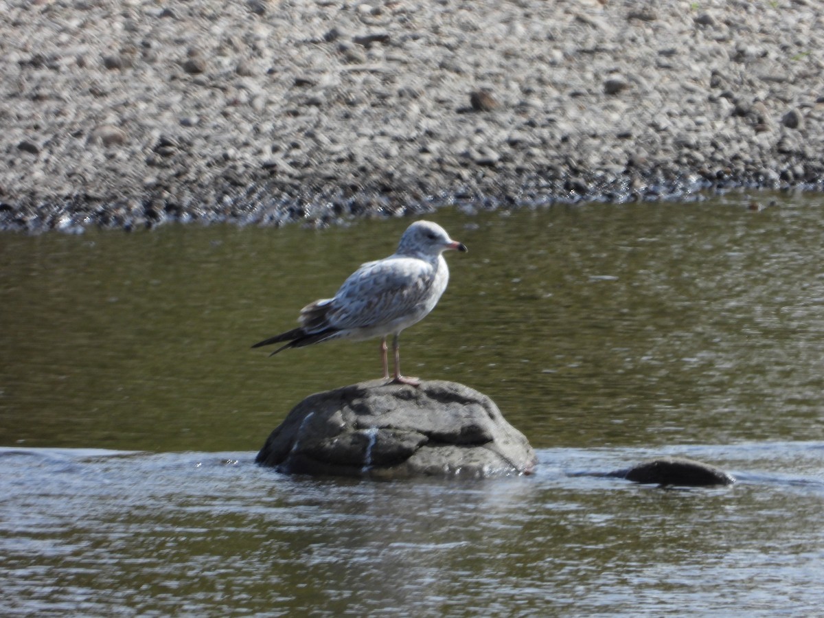 Ring-billed Gull - ML642392186