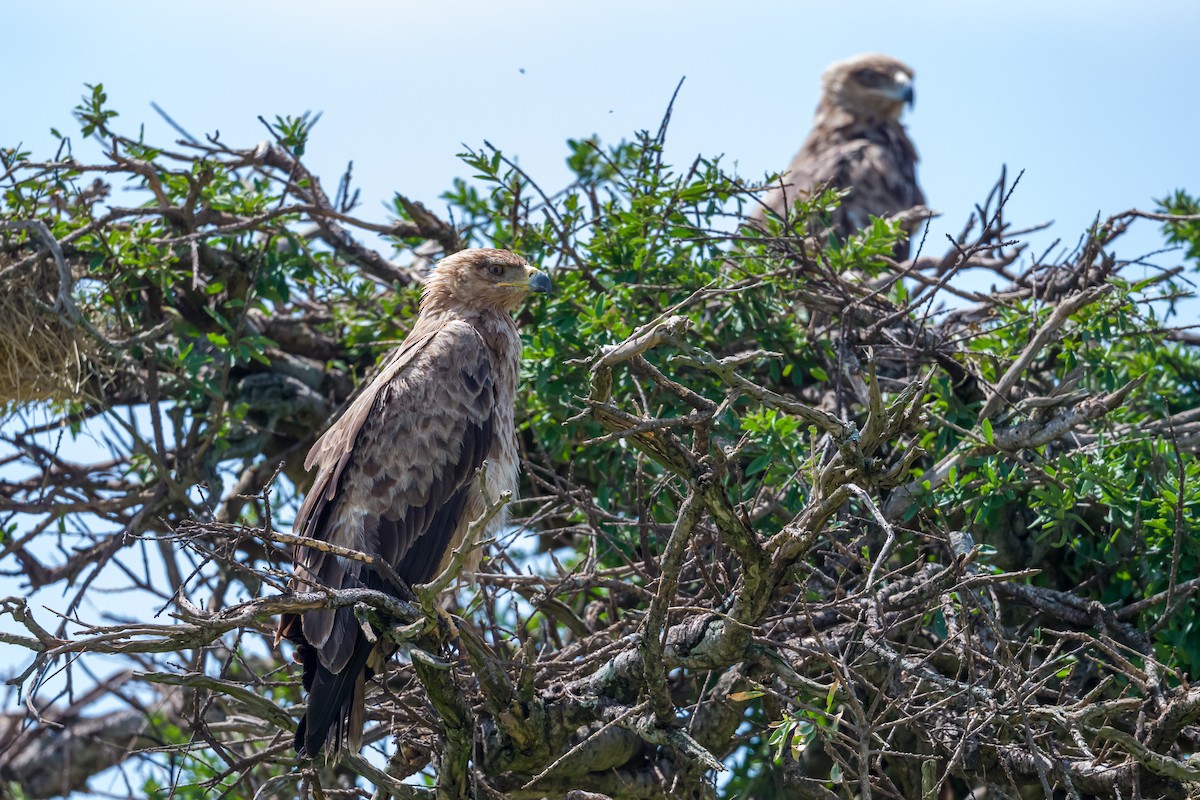 Tawny Eagle - ML642392187