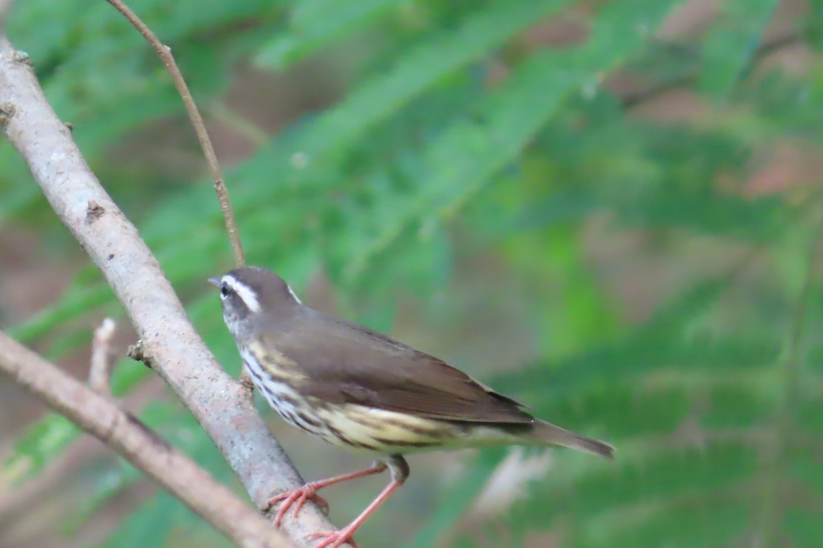Louisiana Waterthrush - ML642392189