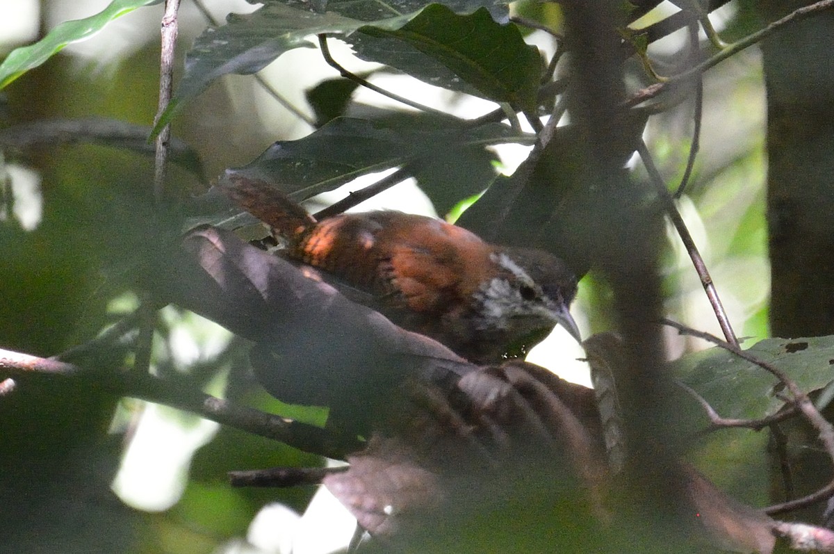 Rufous-and-white Wren - ML642392192