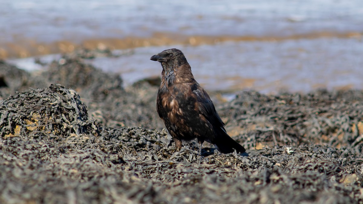 Carrion Crow - ML642392193