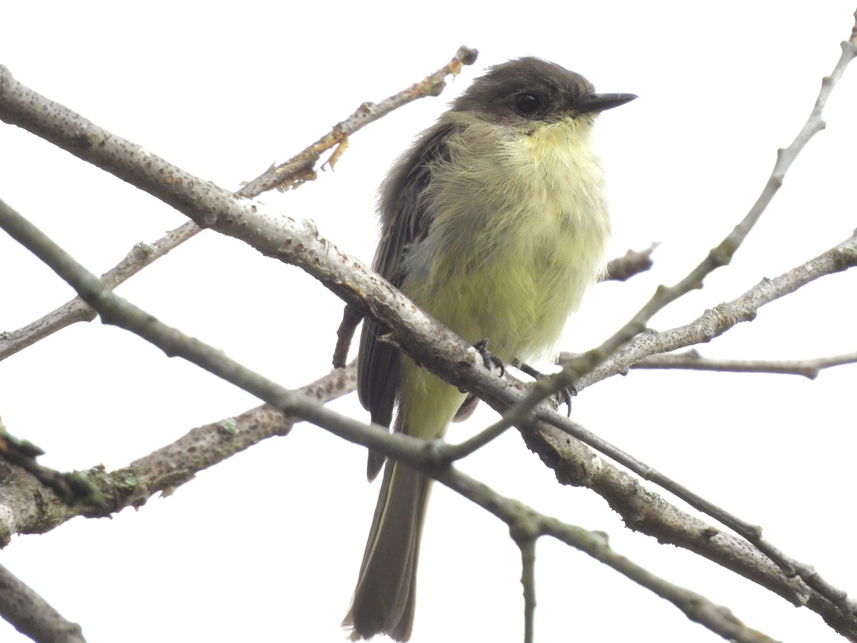 Eastern Phoebe - ML642392197
