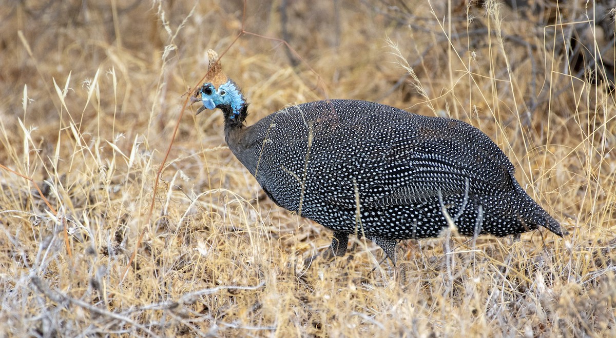 Helmeted Guineafowl - ML642392198