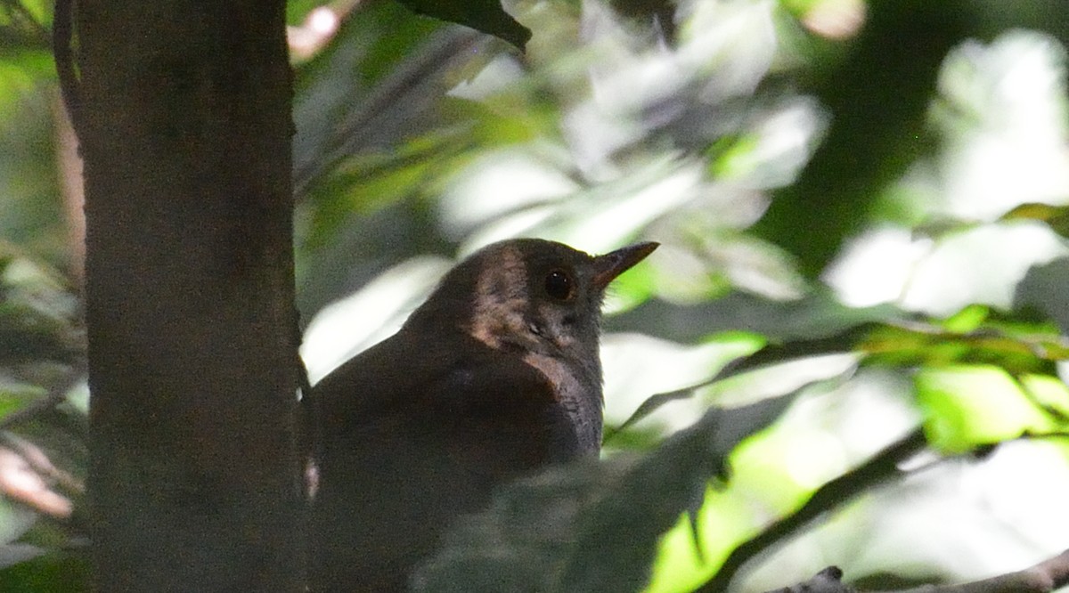 Orange-billed Nightingale-Thrush - ML642392200
