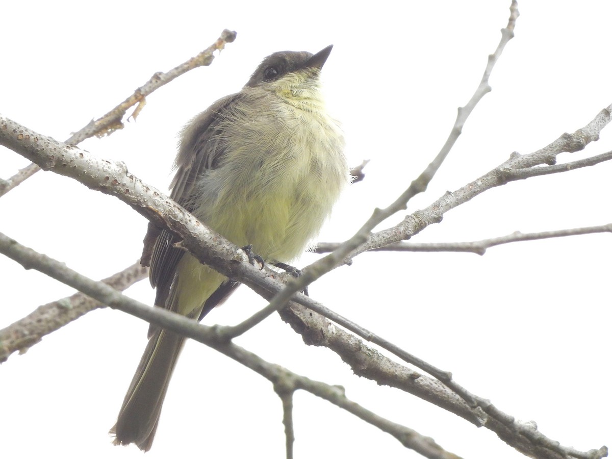 Eastern Phoebe - ML642392201