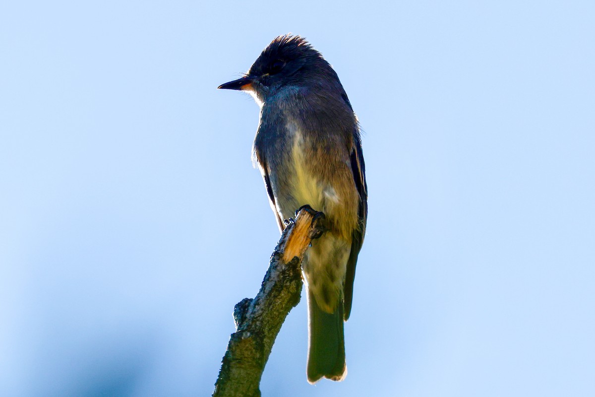 Western Wood-Pewee - ML642392205