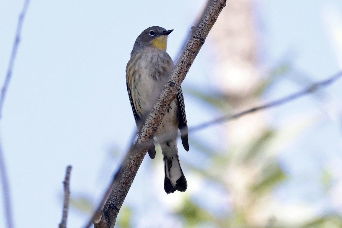 Yellow-rumped Warbler - ML642392239