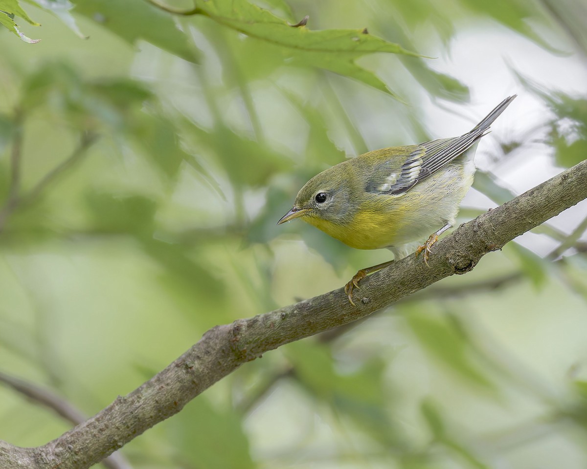 Northern Parula - ML642392244