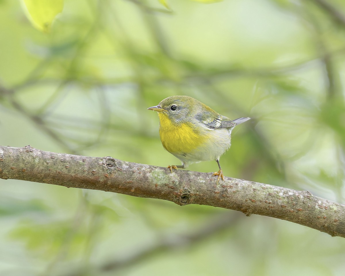 Northern Parula - ML642392245