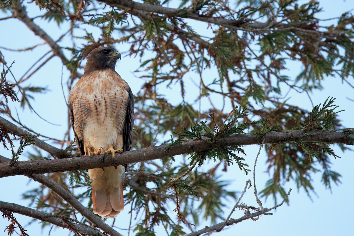 Red-tailed Hawk (calurus/alascensis) - ML642392249
