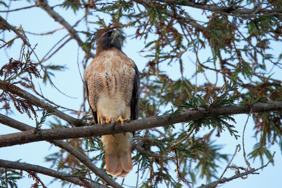 Red-tailed Hawk (calurus/alascensis) - ML642392250