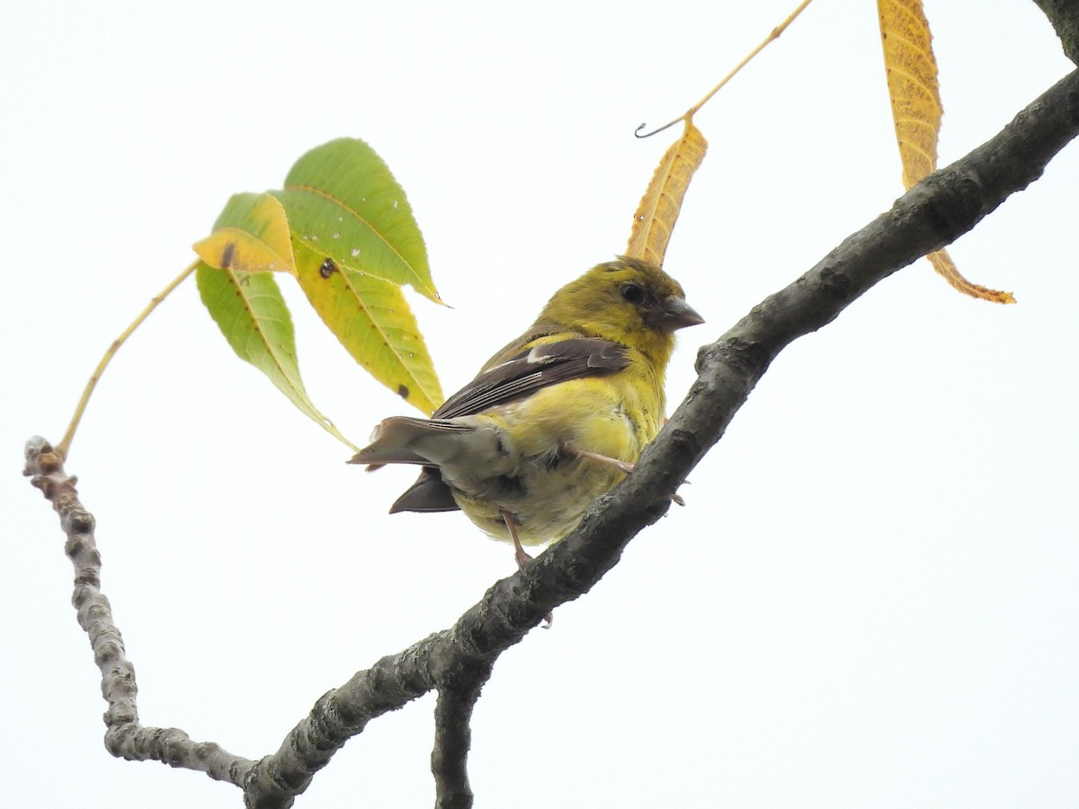 American Goldfinch - ML642392251