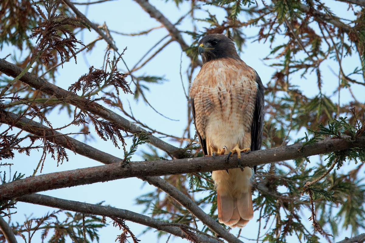 Red-tailed Hawk (calurus/alascensis) - ML642392253