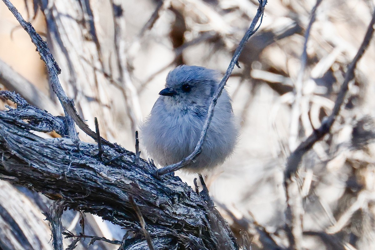 Bushtit - ML642392254