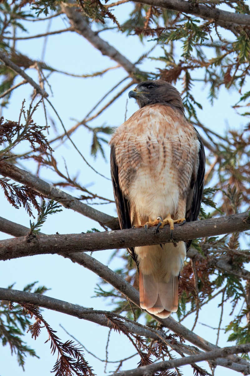 Red-tailed Hawk (calurus/alascensis) - ML642392255