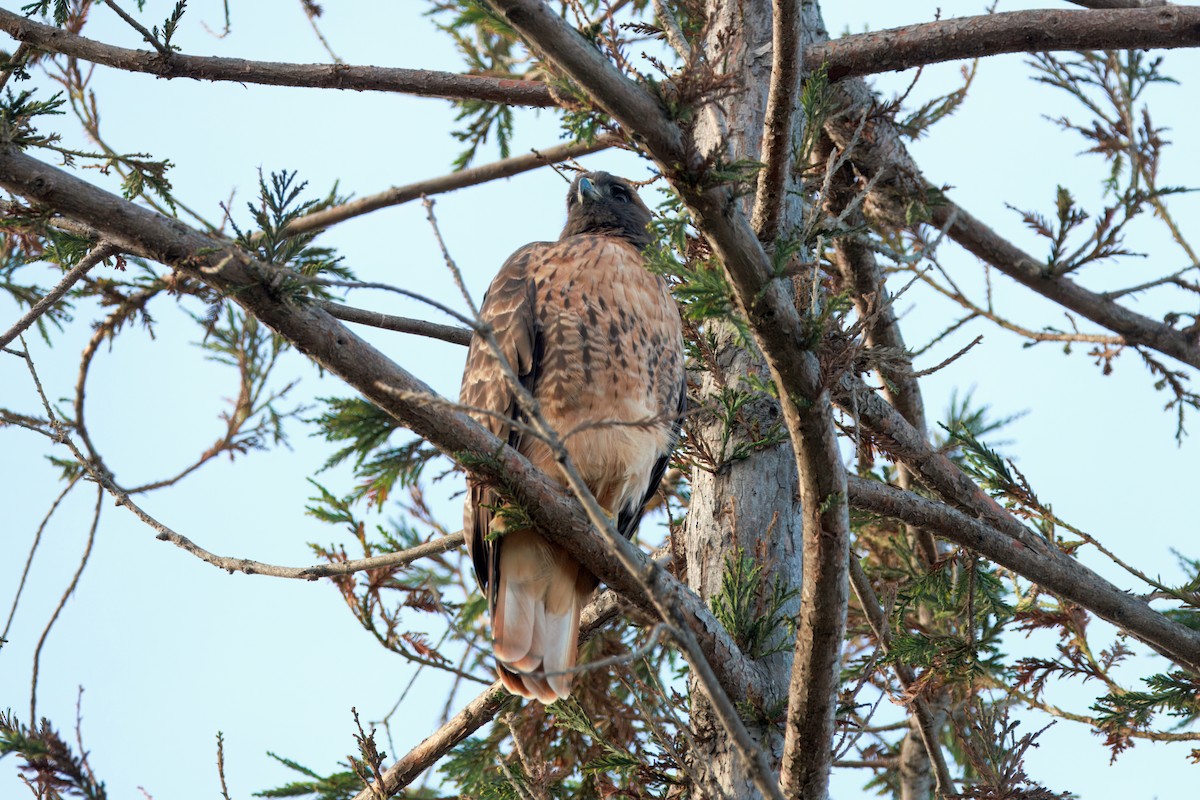 Red-tailed Hawk (calurus/alascensis) - ML642392257