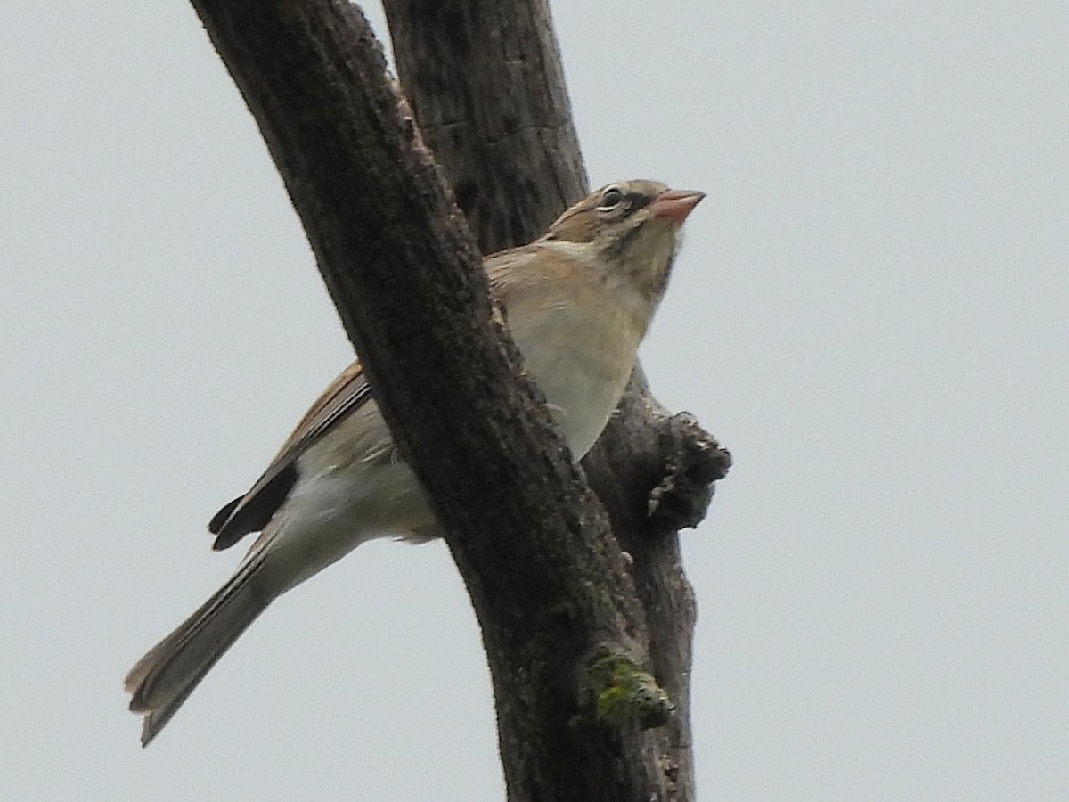 Chipping Sparrow - ML642392258