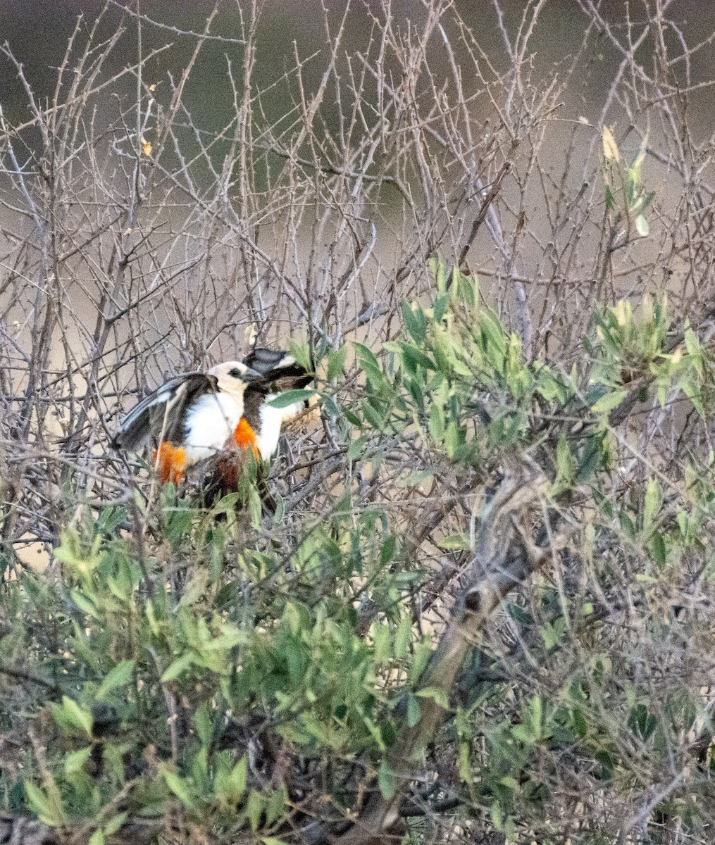 White-headed Buffalo-Weaver - ML642392259