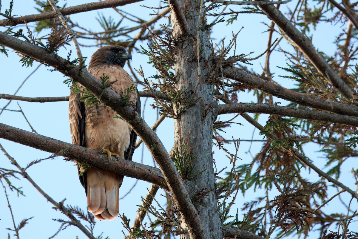 Red-tailed Hawk (calurus/alascensis) - ML642392260