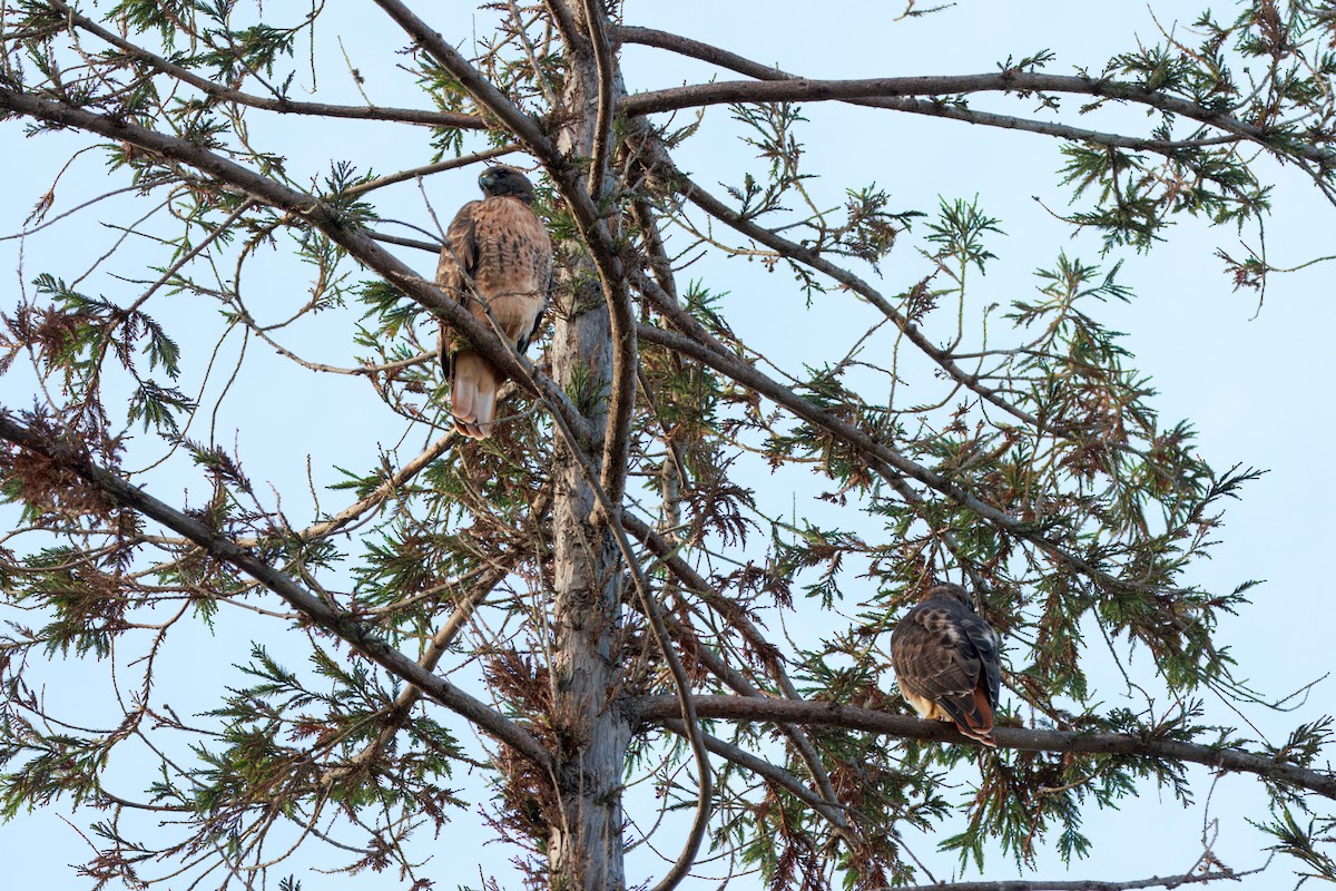 Red-tailed Hawk (calurus/alascensis) - ML642392261