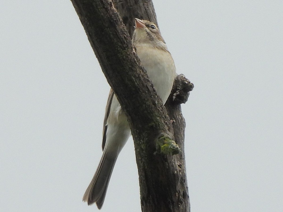 Chipping Sparrow - ML642392265