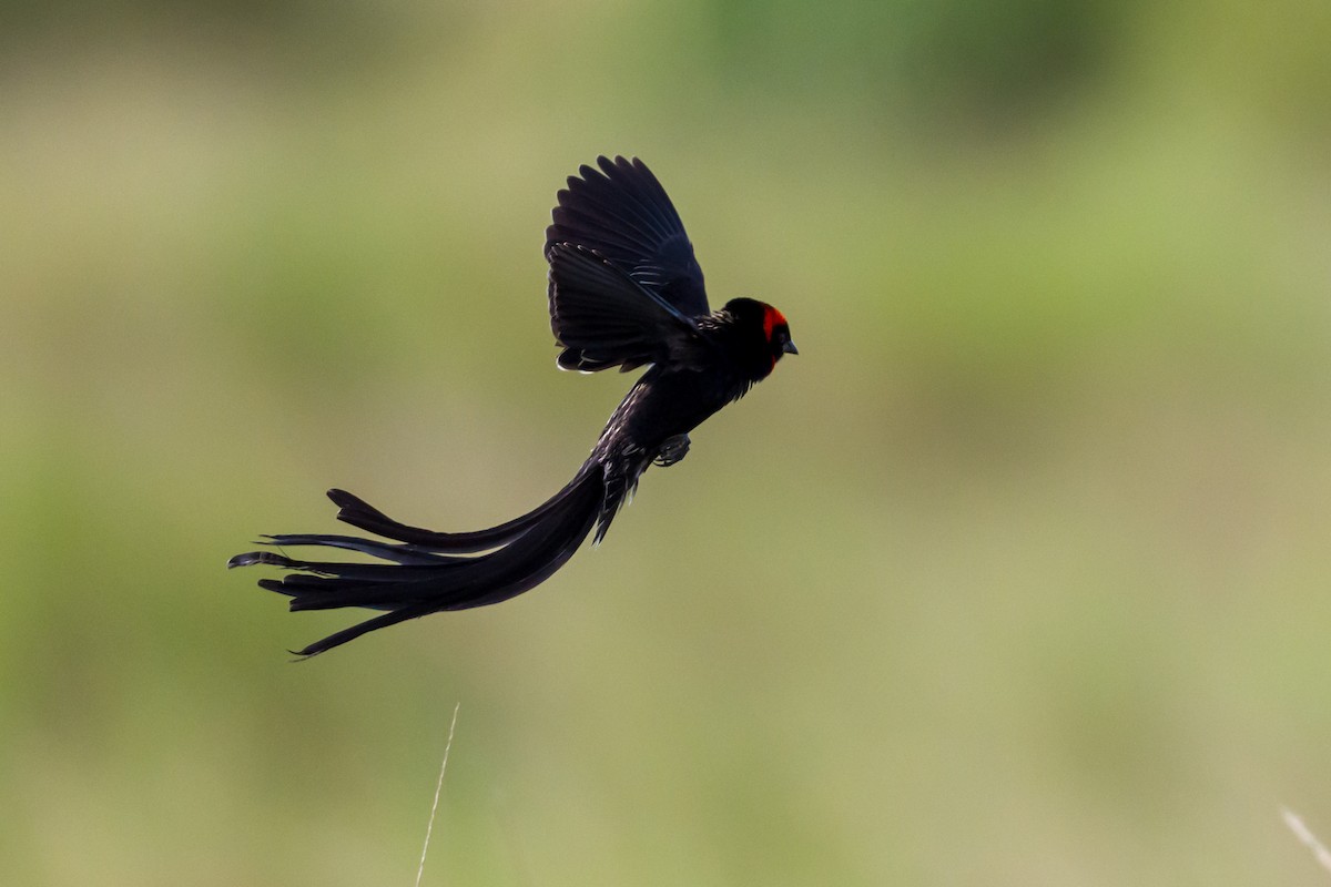 Red-cowled Widowbird - ML642392268
