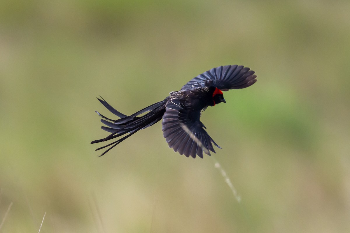 Red-cowled Widowbird - ML642392269