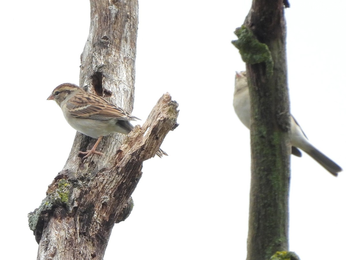 Chipping Sparrow - ML642392274