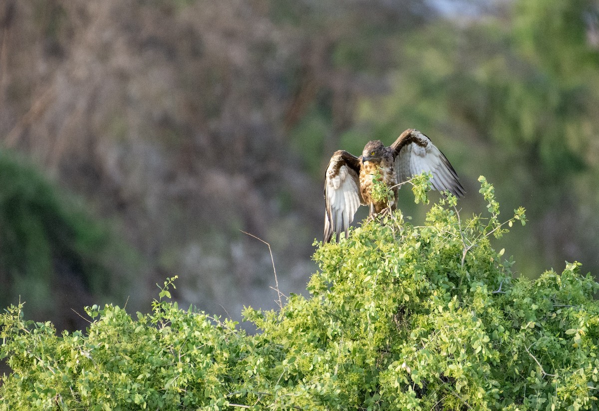 Brown Snake-Eagle - ML642392303
