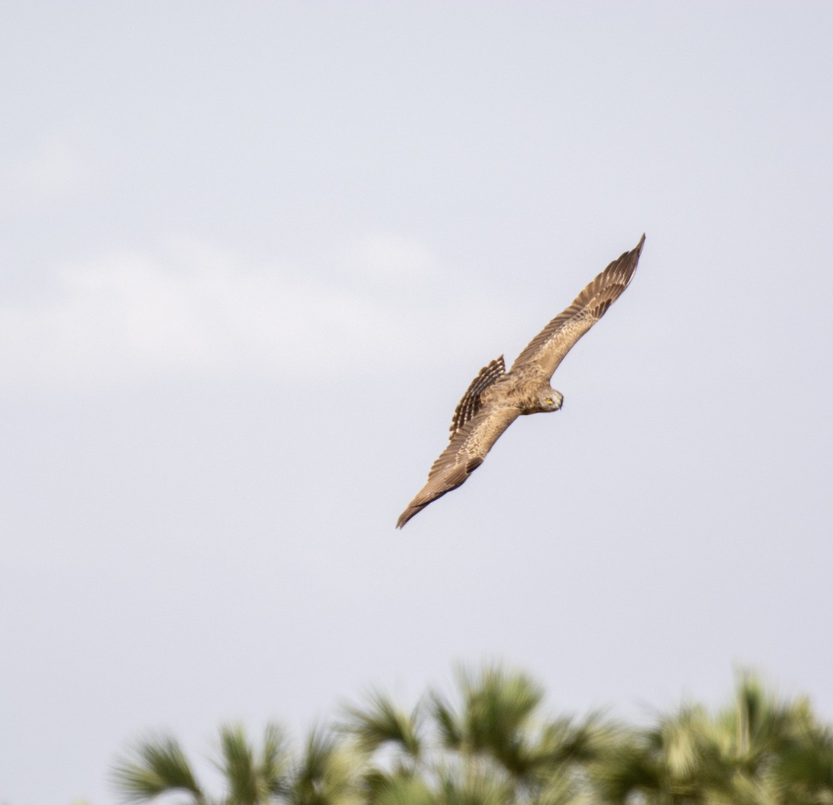 Brown Snake-Eagle - ML642392313