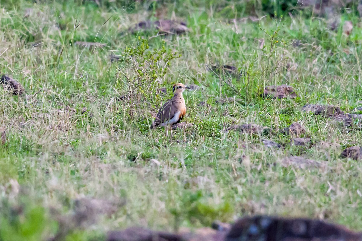 Temminckrennvogel - ML642392332
