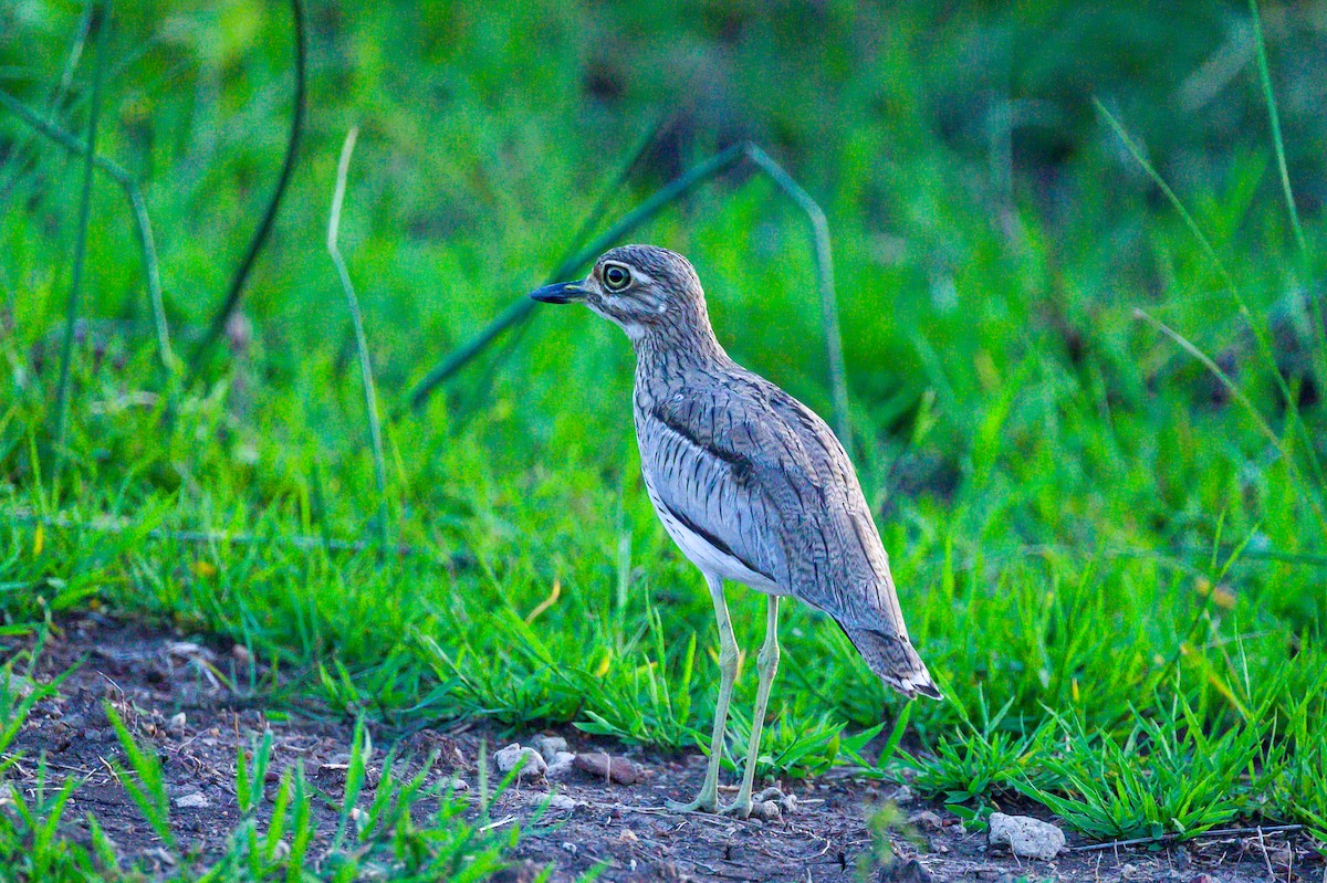 Water Thick-knee - ML642392338