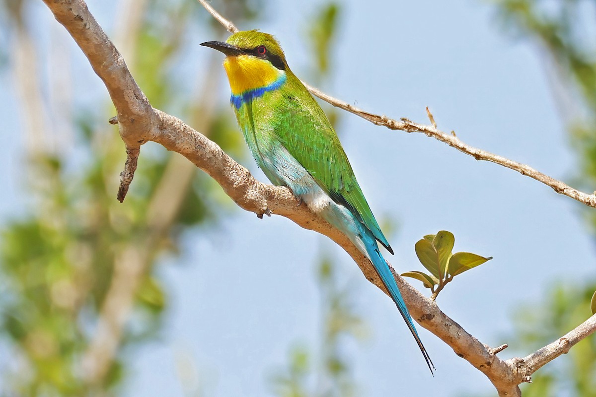 Abejaruco Golondrina - ML642392377