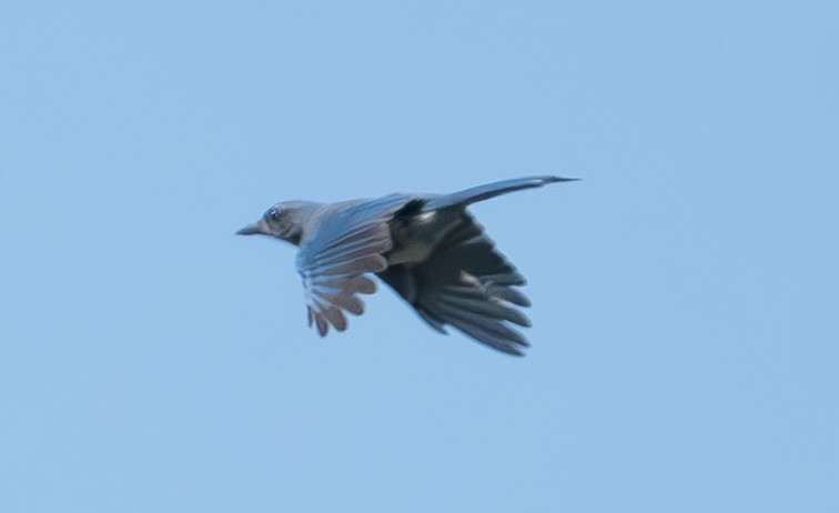 ウッドハウスカケス - ML642392390