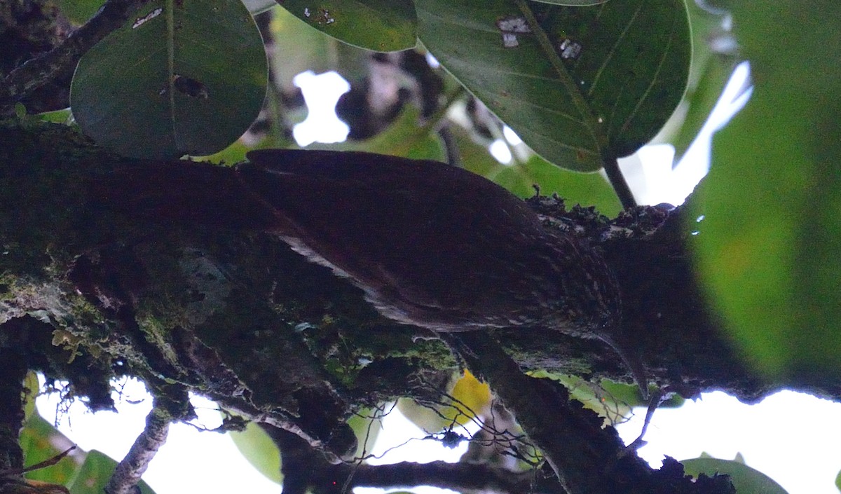 Streak-headed Woodcreeper - ML642392415