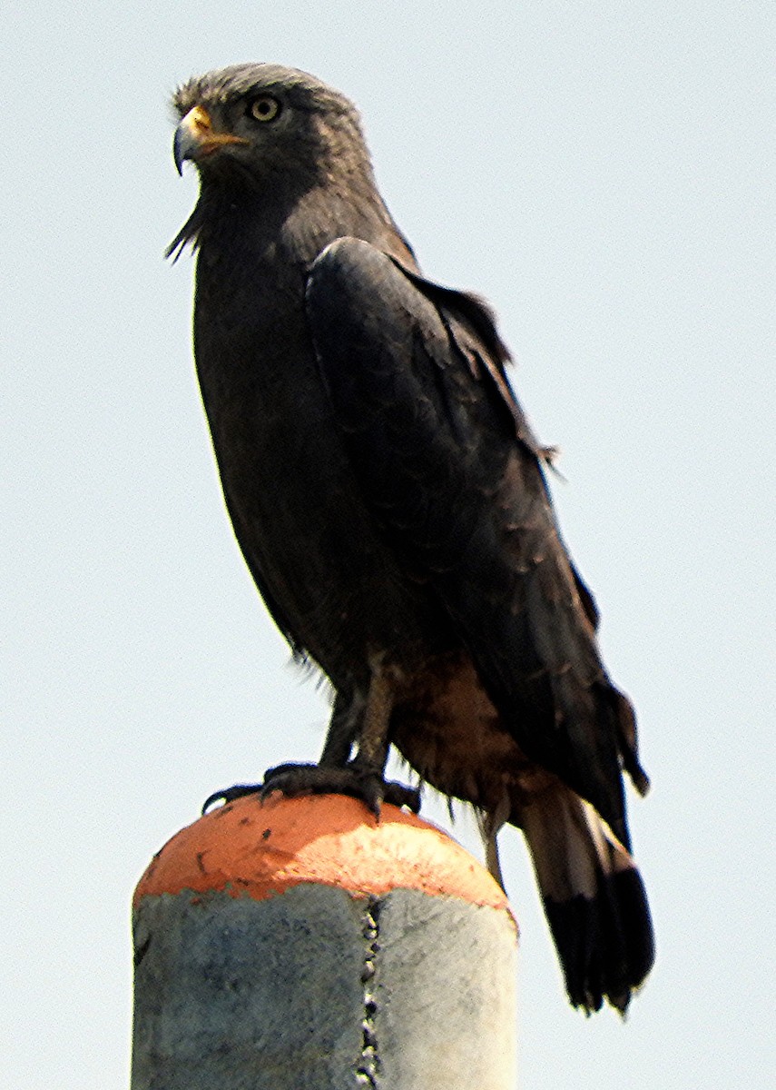 Western Banded Snake-Eagle - ML642392448