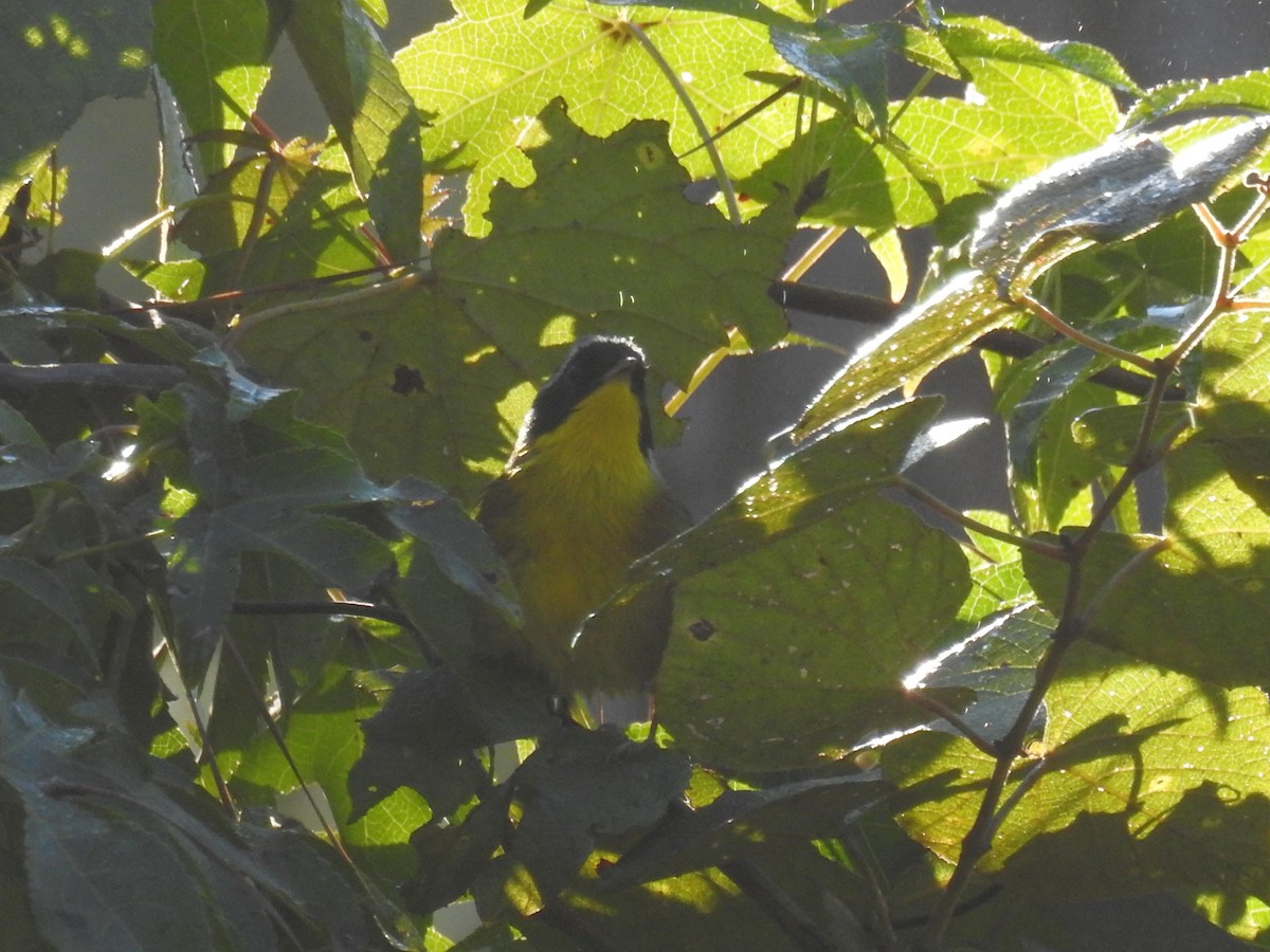 Common Yellowthroat - ML642392478