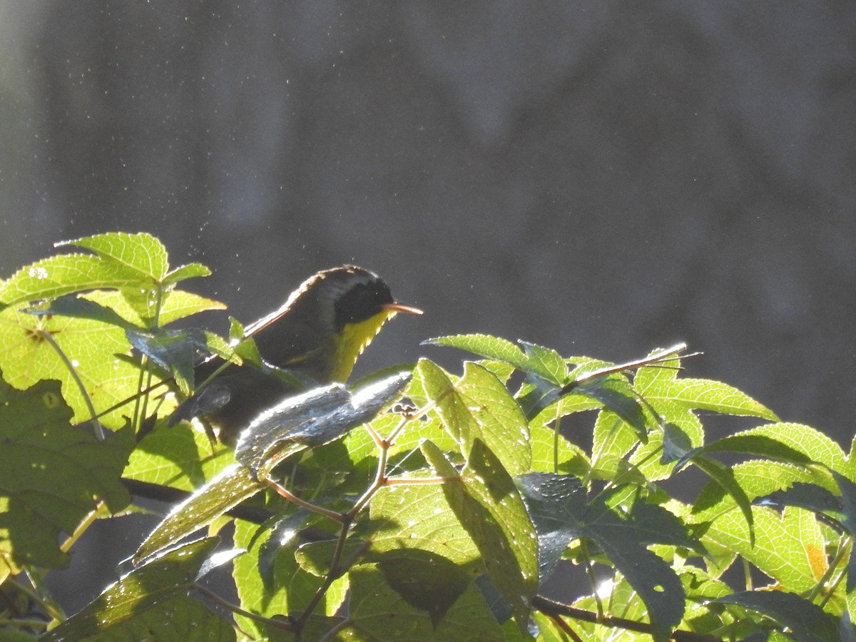 Common Yellowthroat - ML642392479